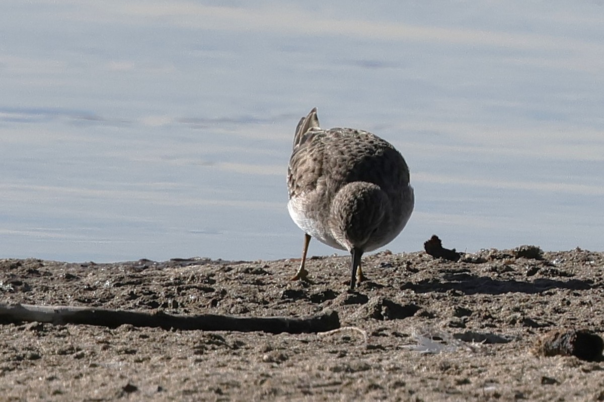Least Sandpiper - ML646260887