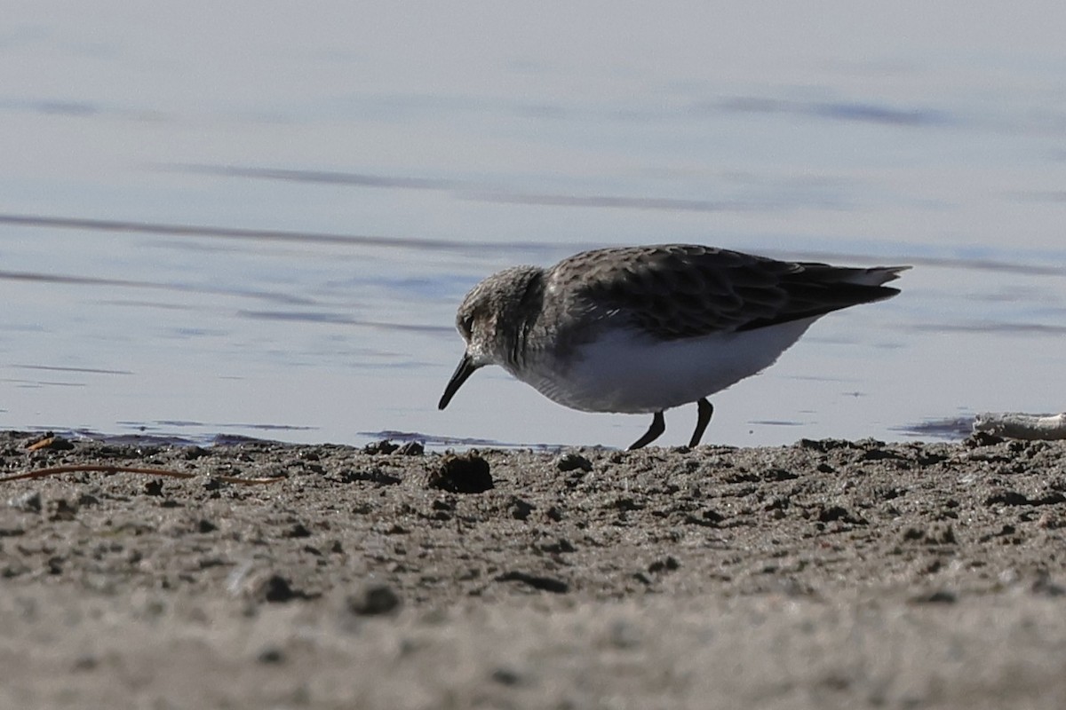 Least Sandpiper - ML646260888