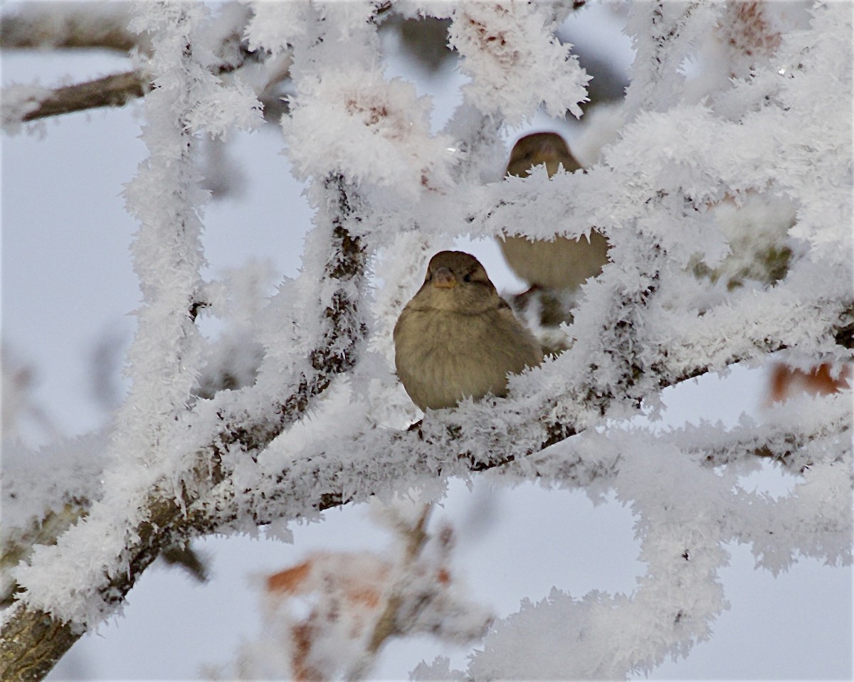 House Sparrow - ML646260895