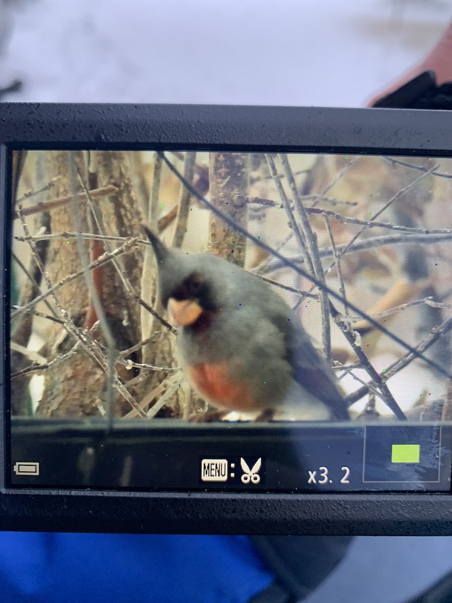 Pyrrhuloxia - ML646260896