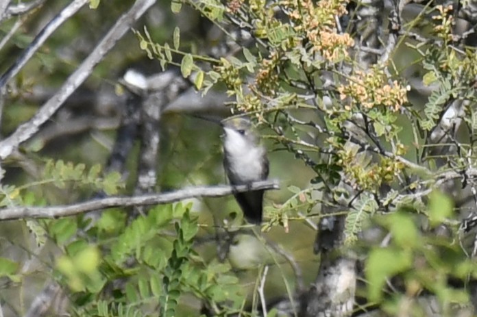 Colibri à gorge rubis - ML646260897