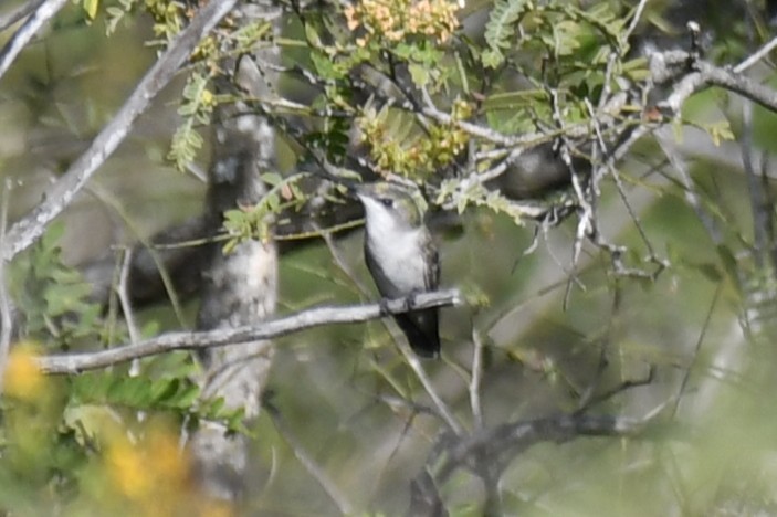 Colibri à gorge rubis - ML646260898