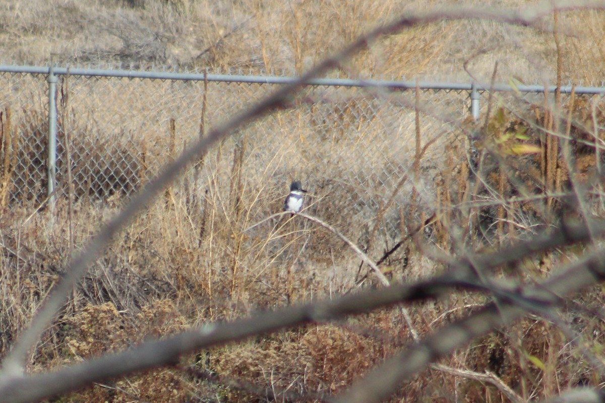 שלדג אמריקני - ML646260919
