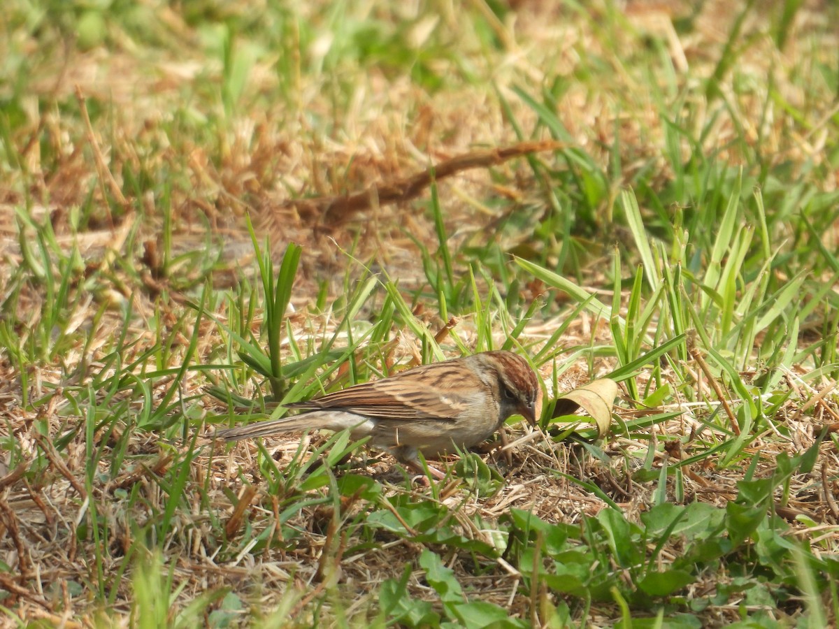 Chipping Sparrow - ML646260924