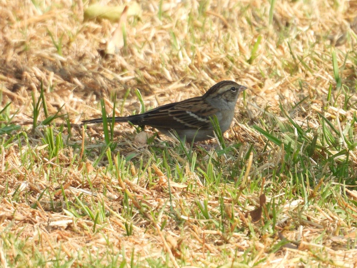 Chipping Sparrow - ML646260925