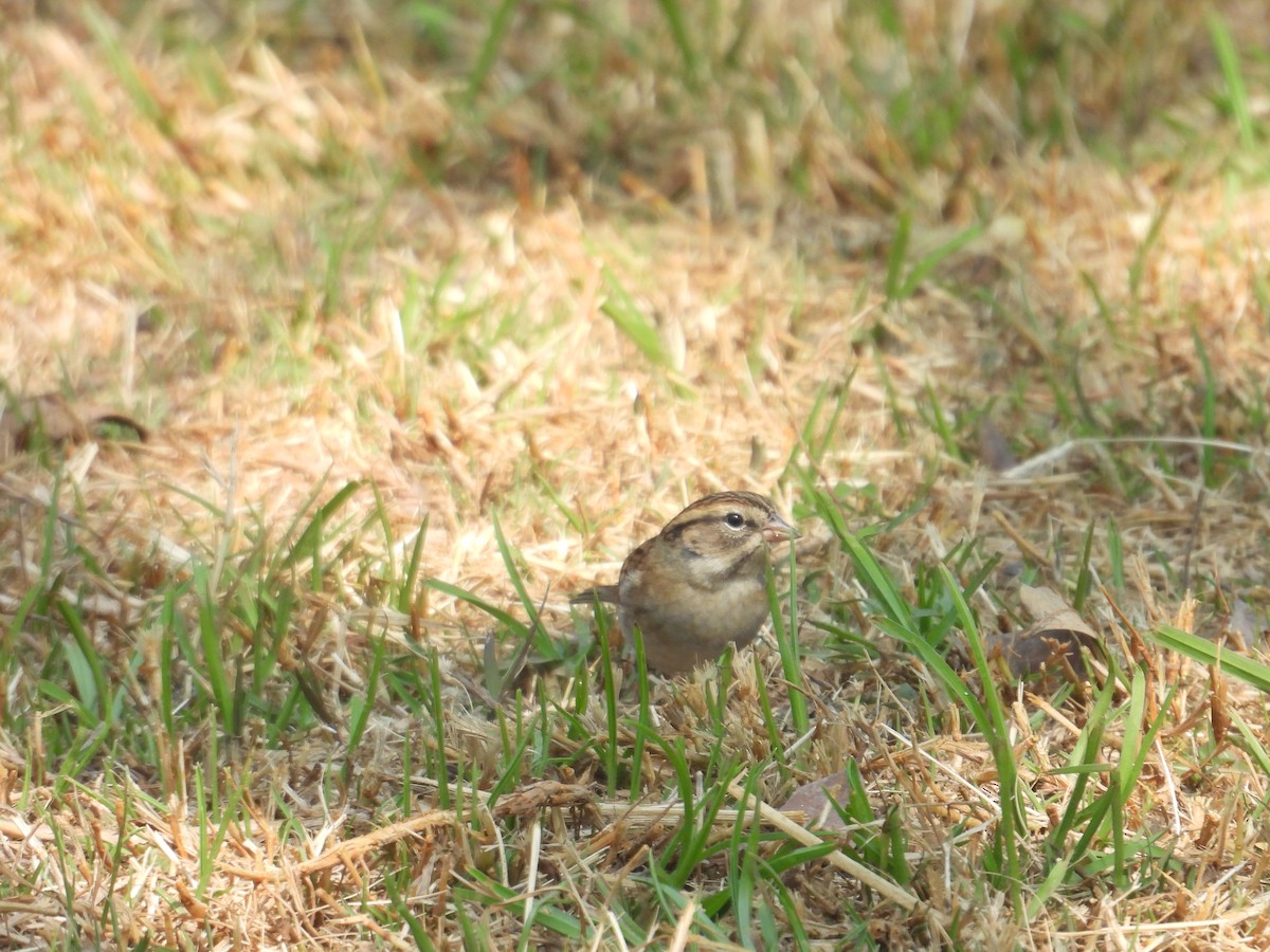 Chipping Sparrow - ML646260926