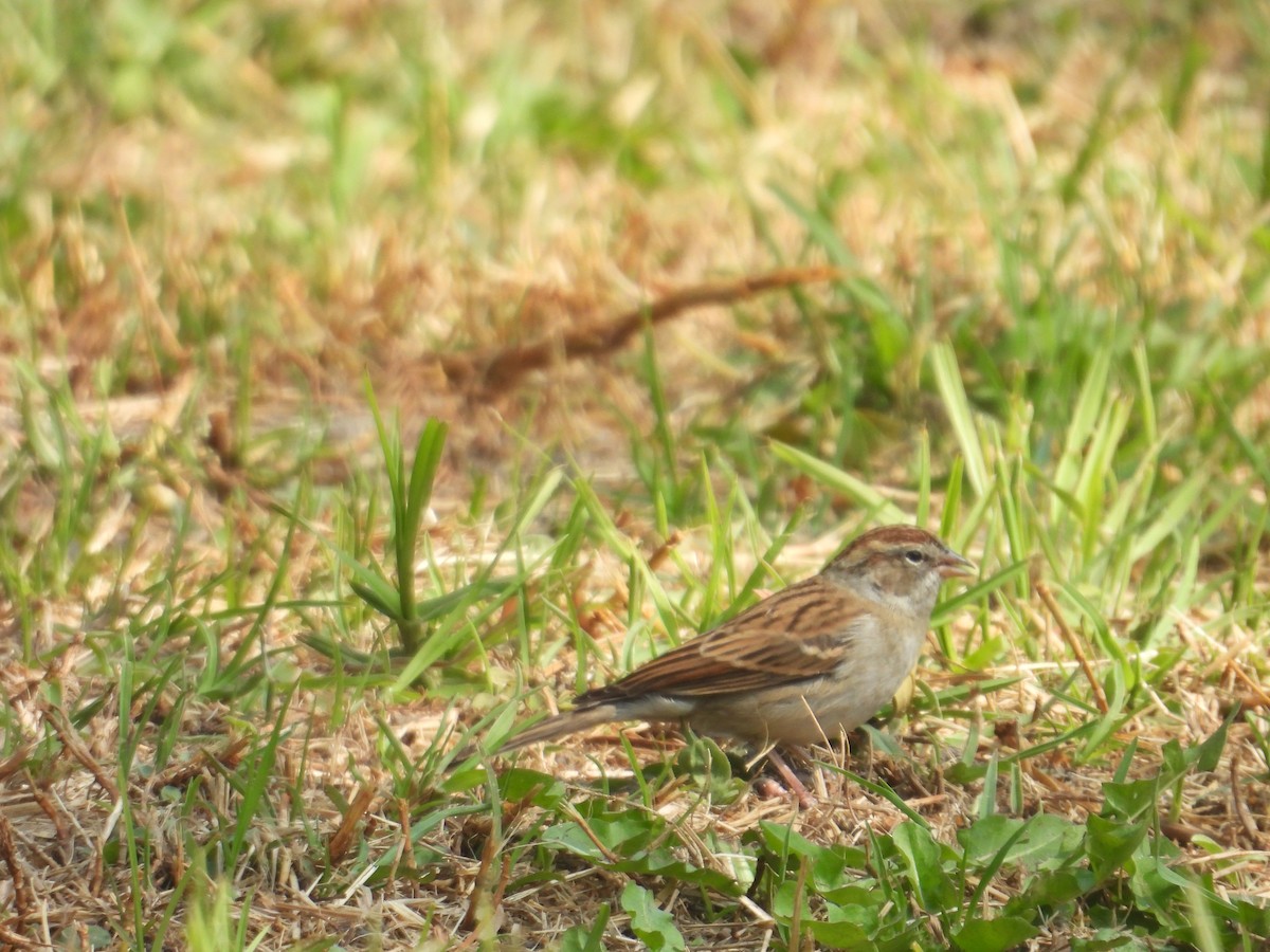 Chipping Sparrow - ML646260927