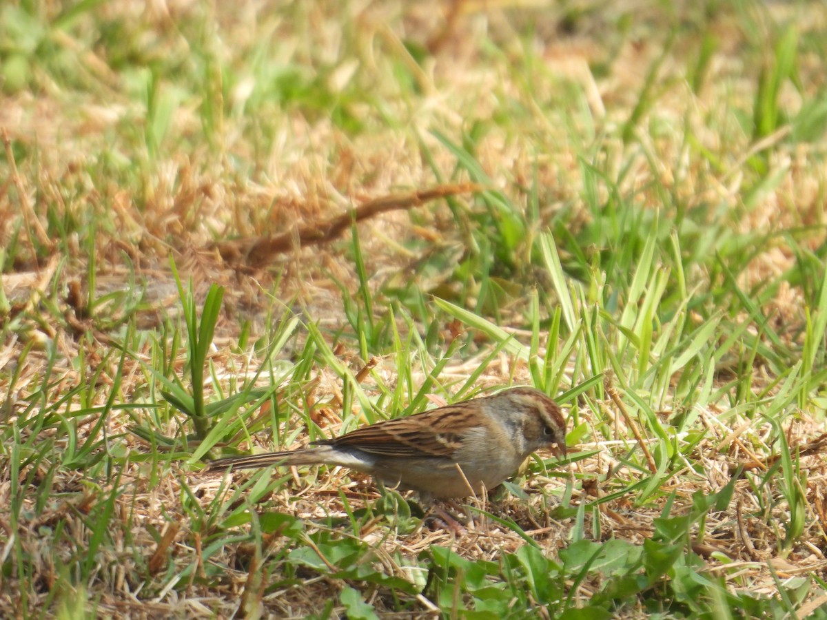 Chipping Sparrow - ML646260928