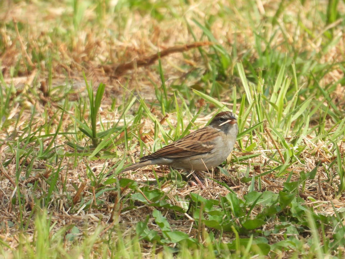 Chipping Sparrow - ML646260929
