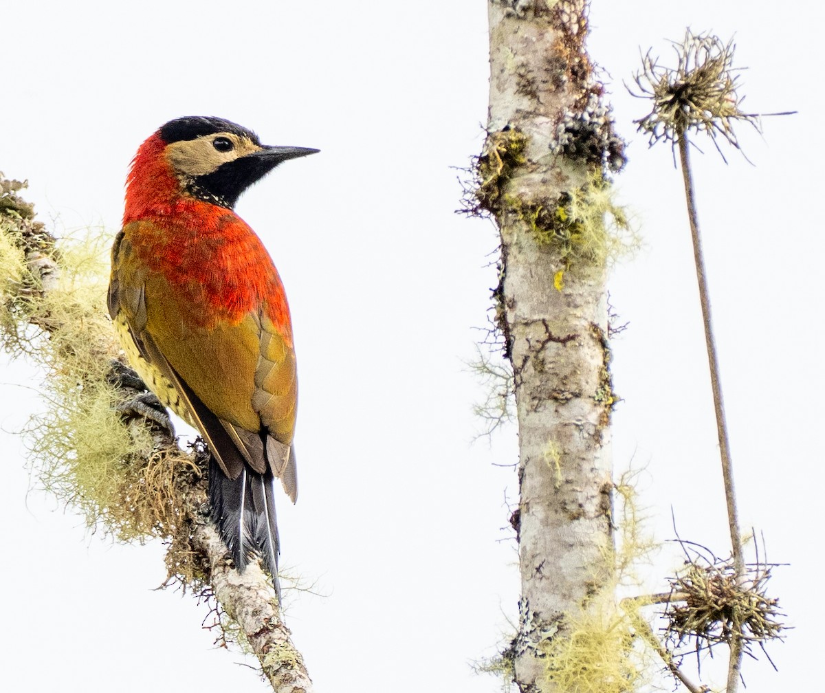 datel andský - ML646260943