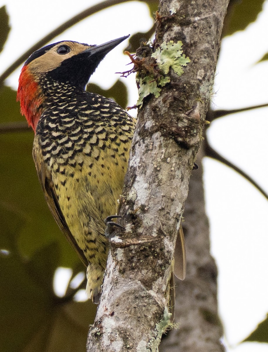 datel andský - ML646260944