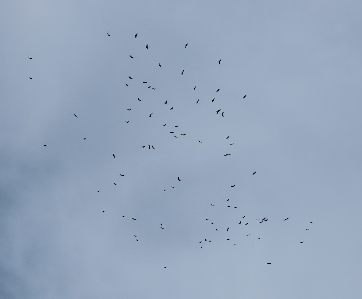 kondor havranovitý - ML646260956