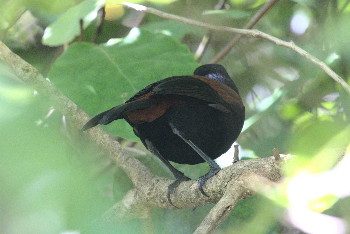 South Island Saddleback - ML646260957