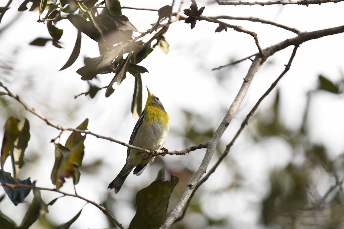 Parula Norteña - ML646260970