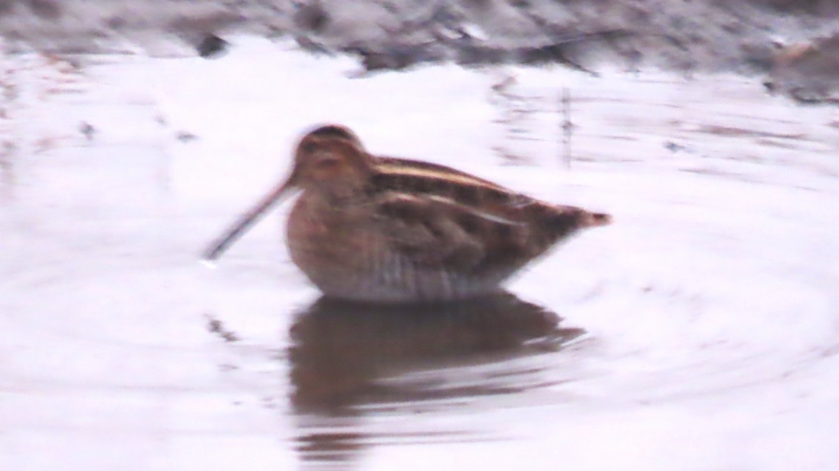 Американский бекас - ML646260971