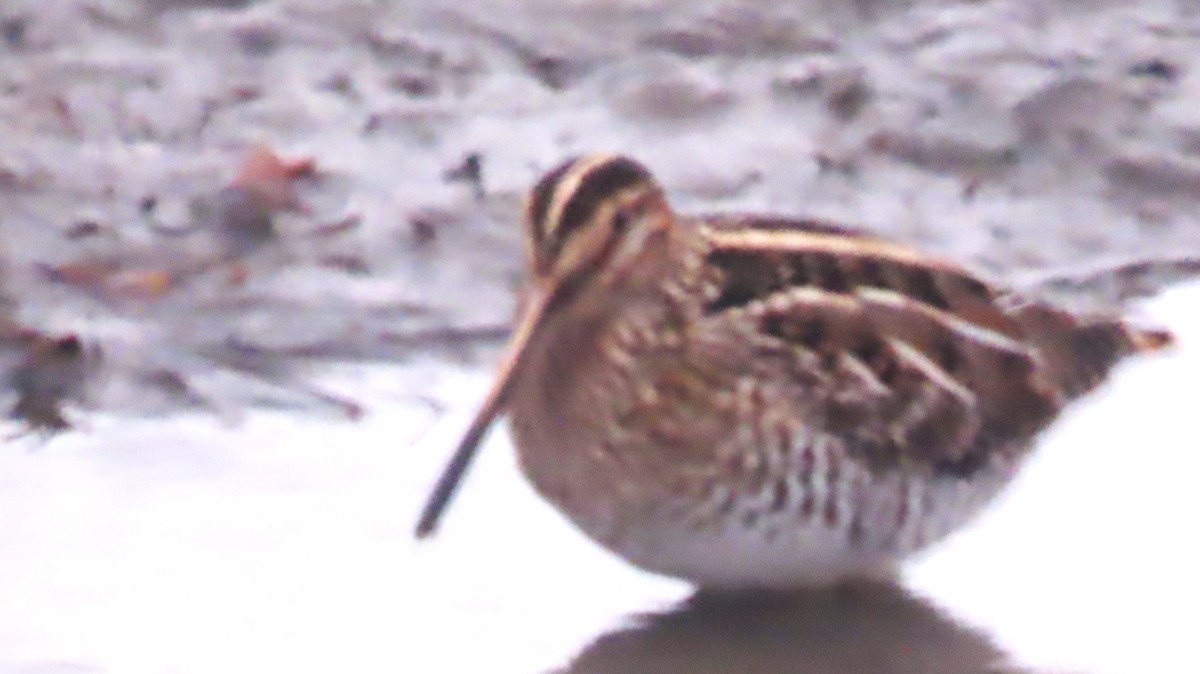 Американский бекас - ML646260972