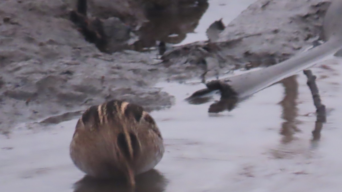 Американский бекас - ML646260973