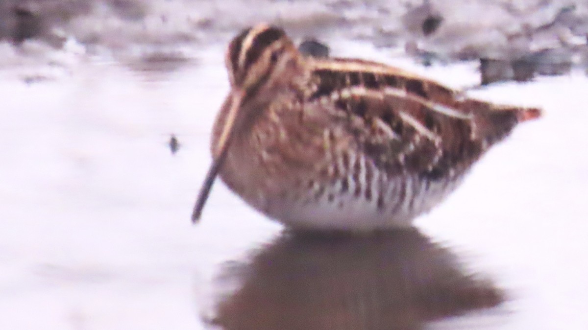 Американский бекас - ML646260974