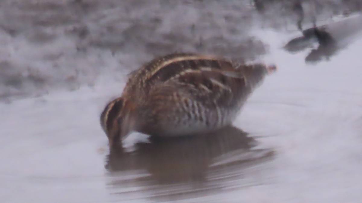 Американский бекас - ML646260975