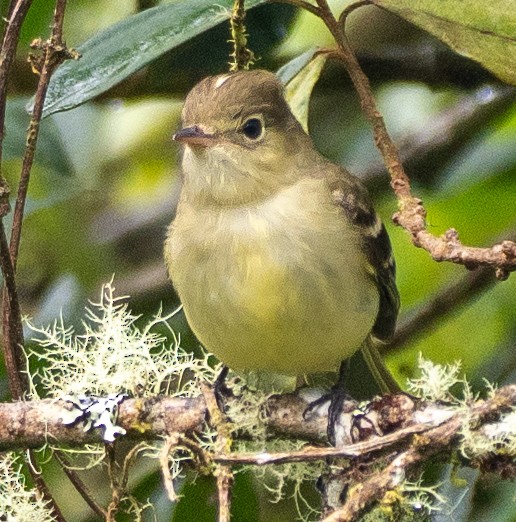 Sierran Elaenia - ML646260979