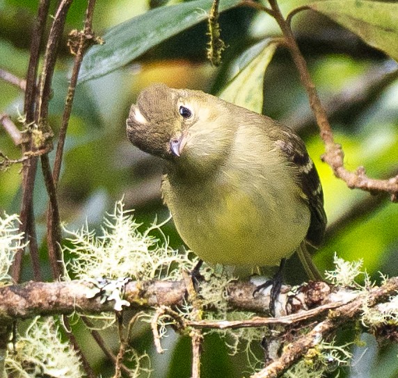 Sierran Elaenia - ML646260980