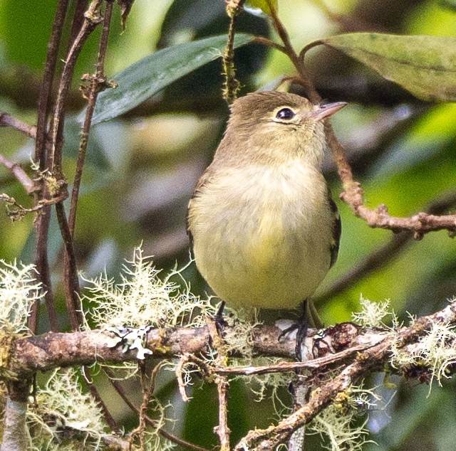 Sierran Elaenia - ML646260981