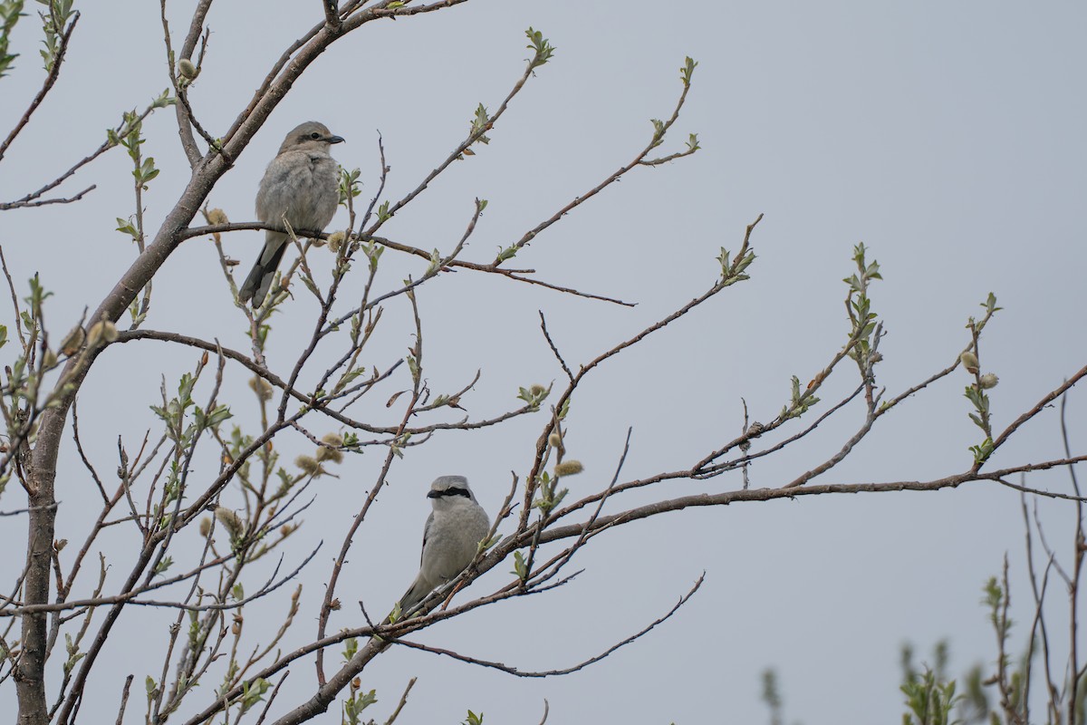 Antzandobi boreala - ML646260982