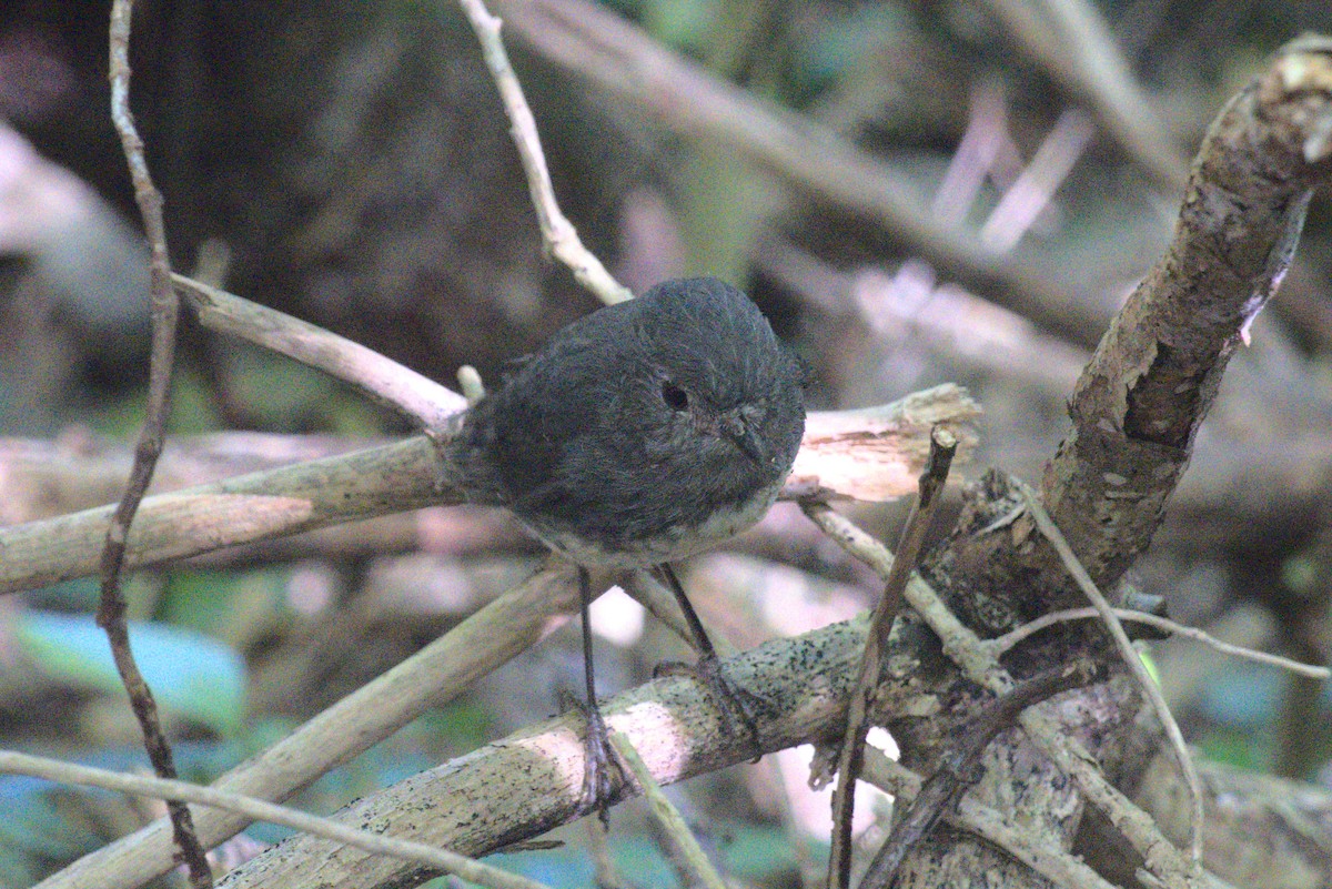 South Island Robin - ML646260983