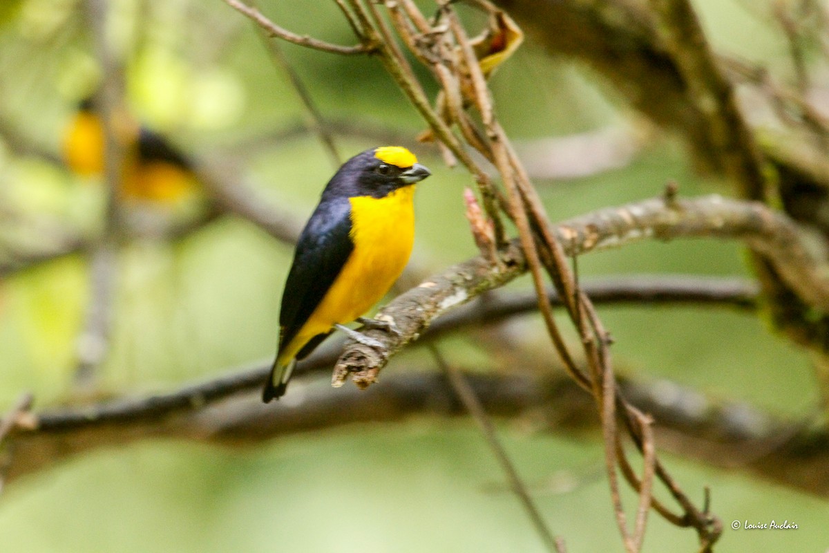 Thick-billed Euphonia - ML646260989