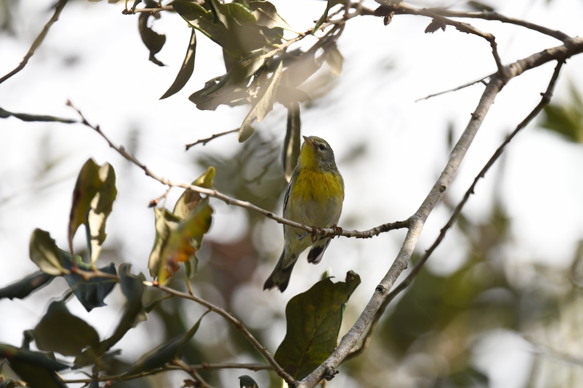 Parula Norteña - ML646260991