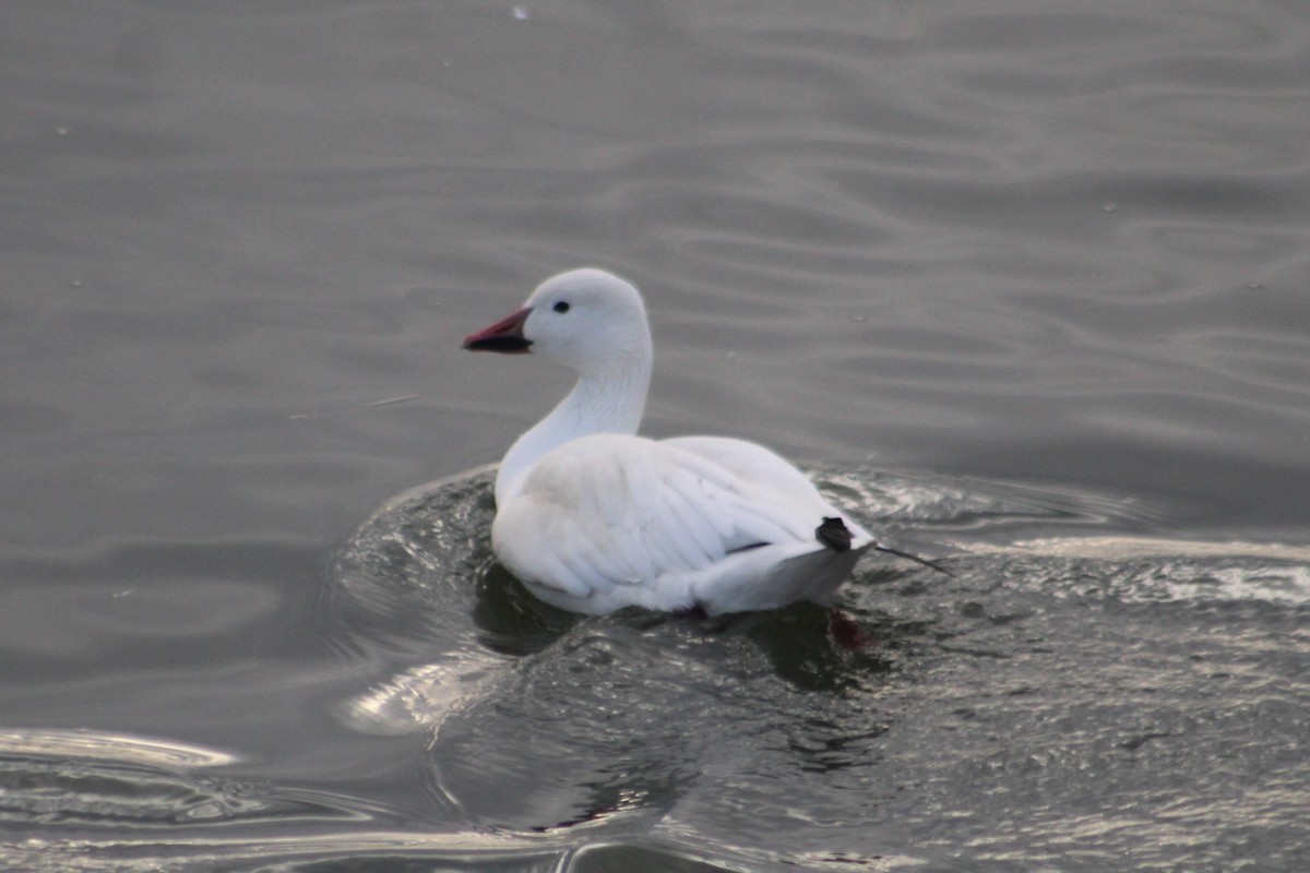 Snow Goose - ML646260994