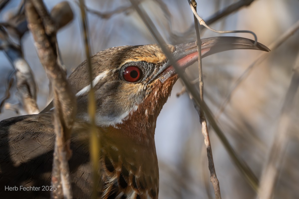 Subdesert Mesite - ML646261005