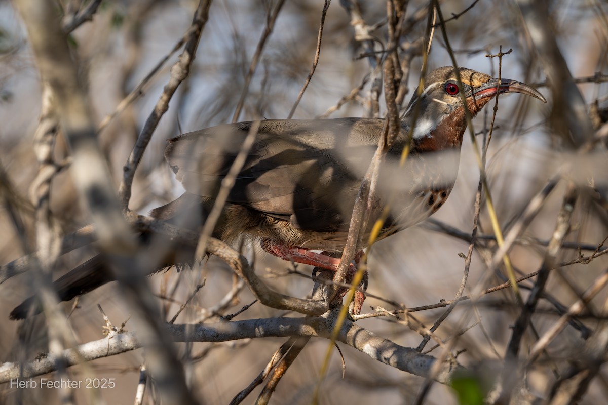 Subdesert Mesite - ML646261007