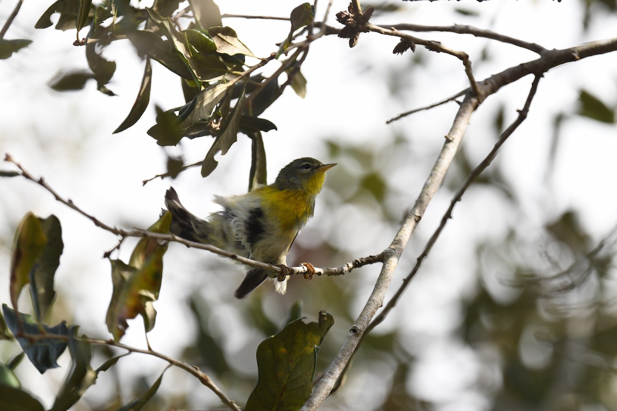 Parula Norteña - ML646261008