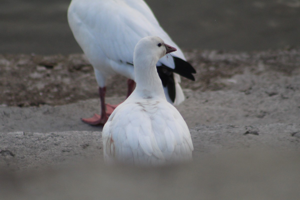 Ross's Goose - ML646261012