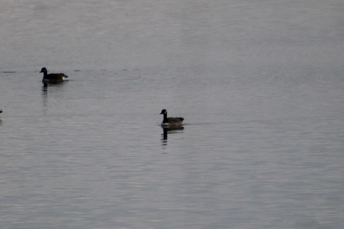 Canada Goose - ML646261021