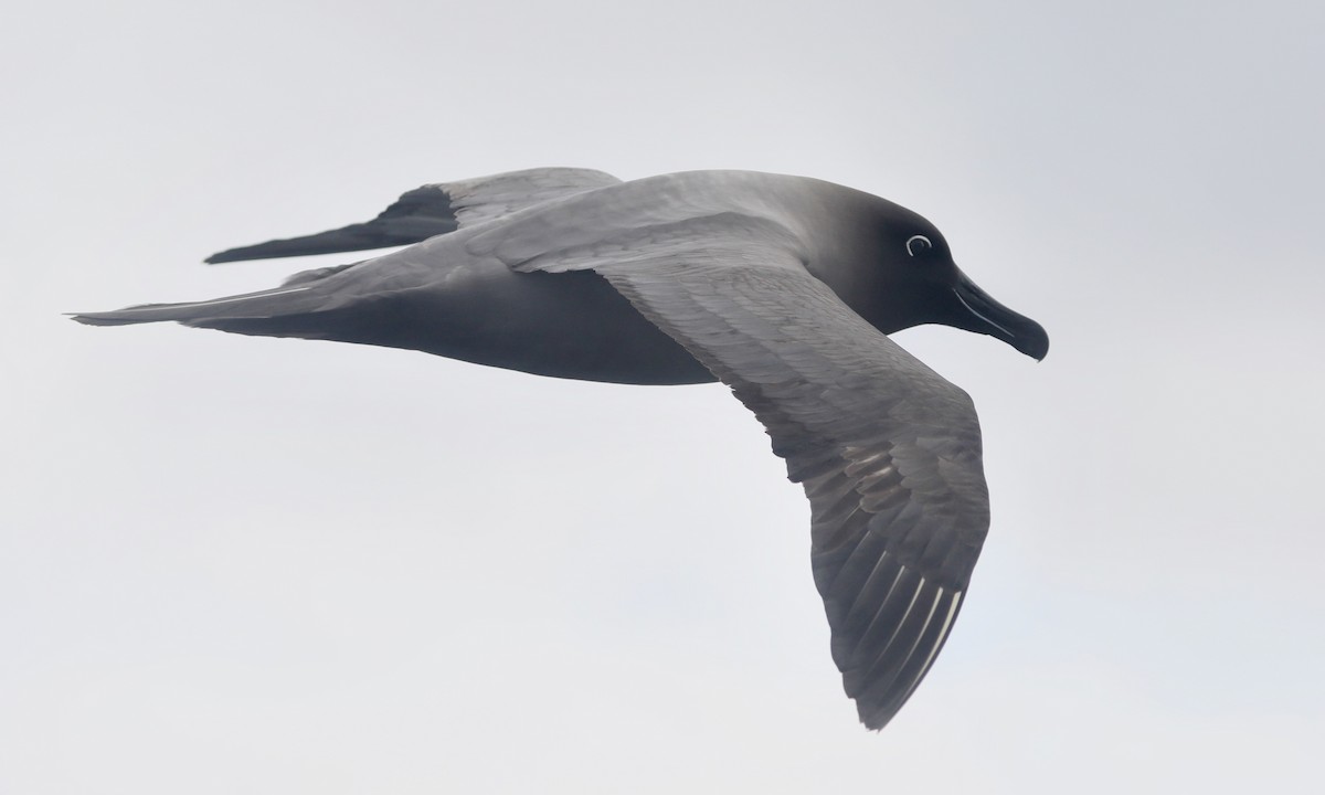 Light-mantled Albatross - ML646261024