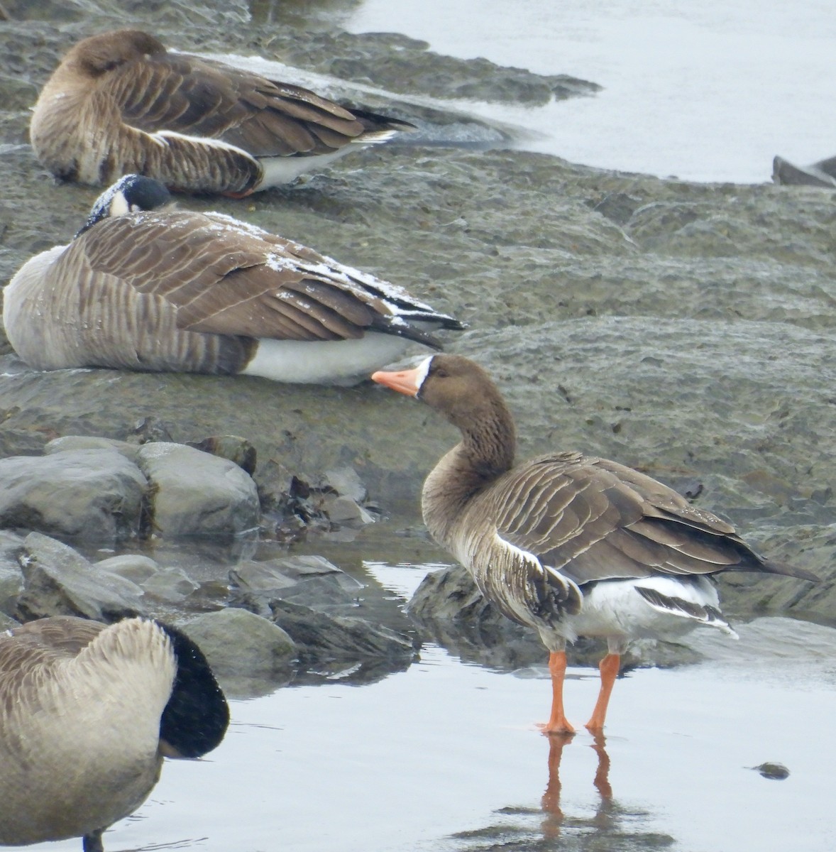 Greater White-fronted Goose - ML646261029