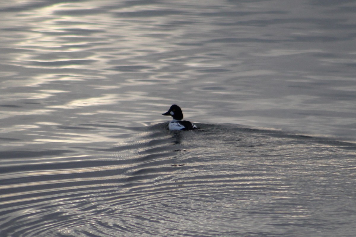 Common Goldeneye - ML646261033