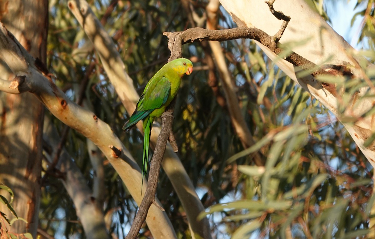 Superb Parrot - ML646261041