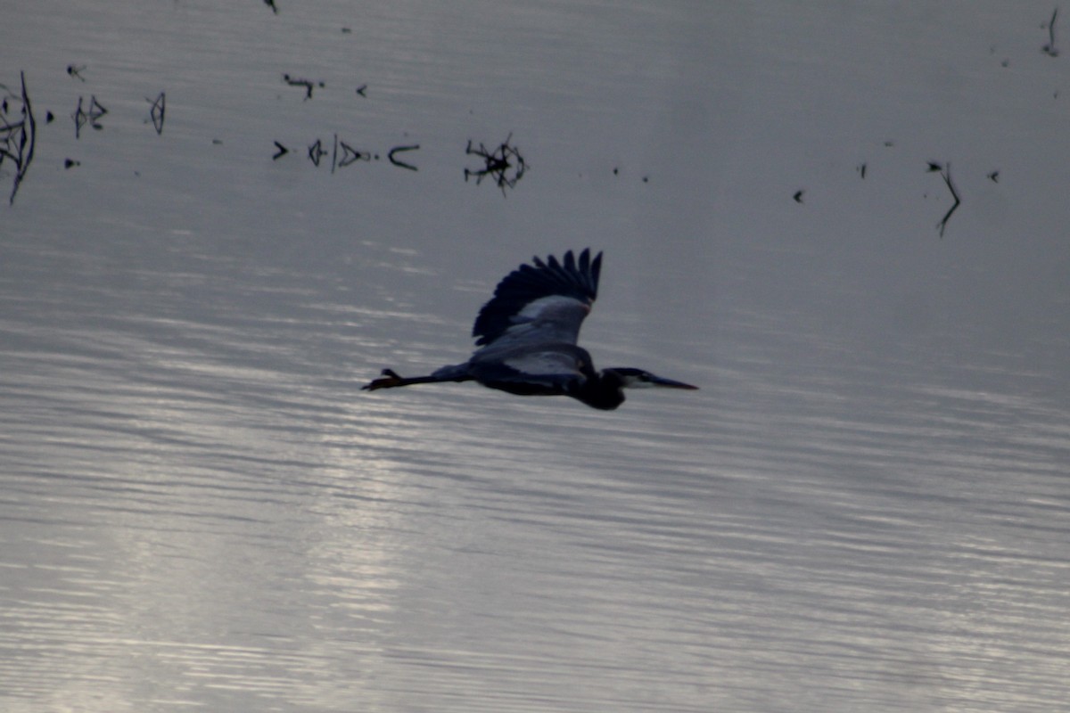 Great Blue Heron (Great Blue) - ML646261047