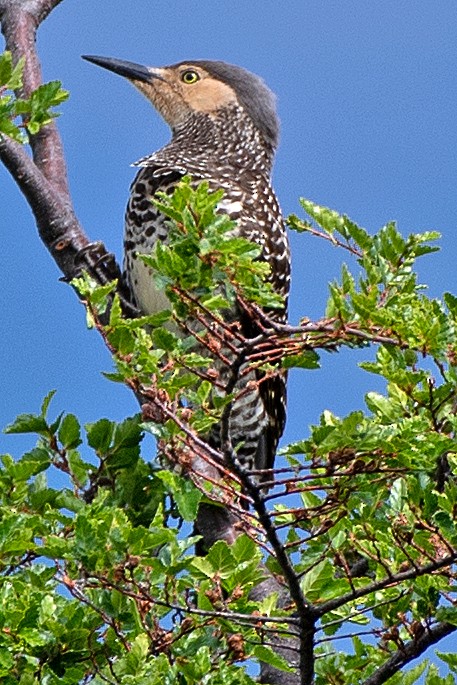 Pic du Chili - ML646261049