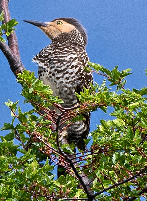 Pic du Chili - ML646261050