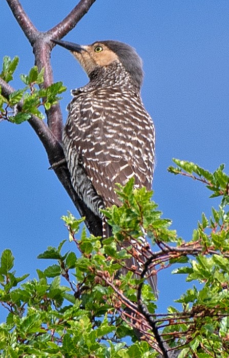 Pic du Chili - ML646261051