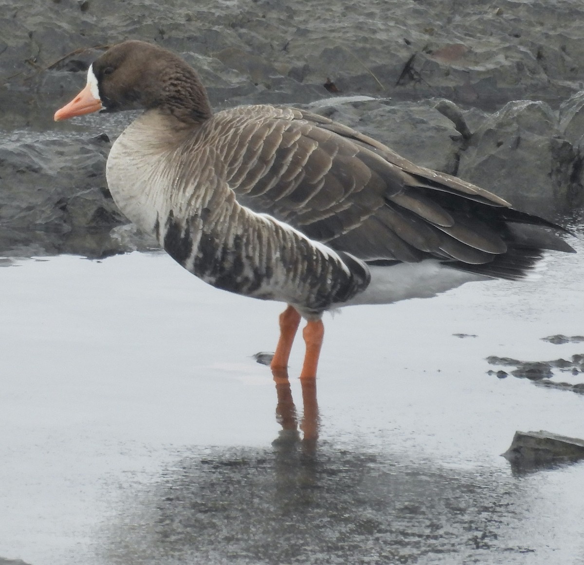 Greater White-fronted Goose - ML646261085