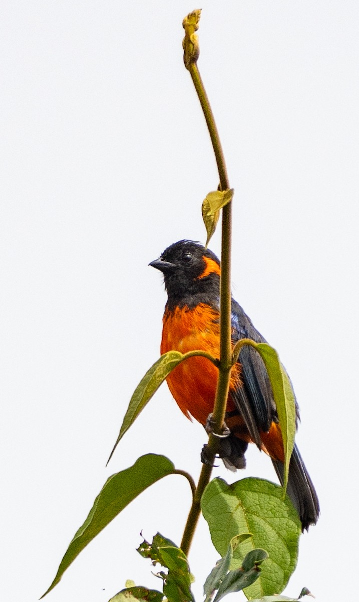 Scarlet-bellied Mountain Tanager - ML646261086