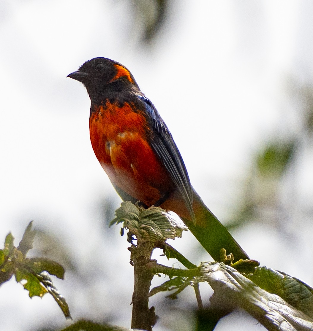 Scarlet-bellied Mountain Tanager - ML646261087