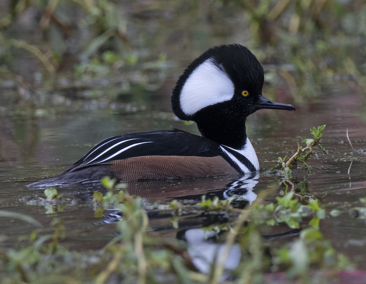Hooded Merganser - ML646261102