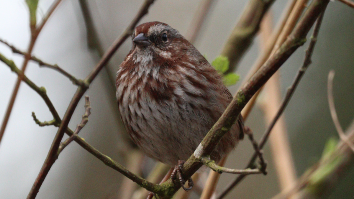 Ötücü Serçe [rufina grubu] - ML646261106