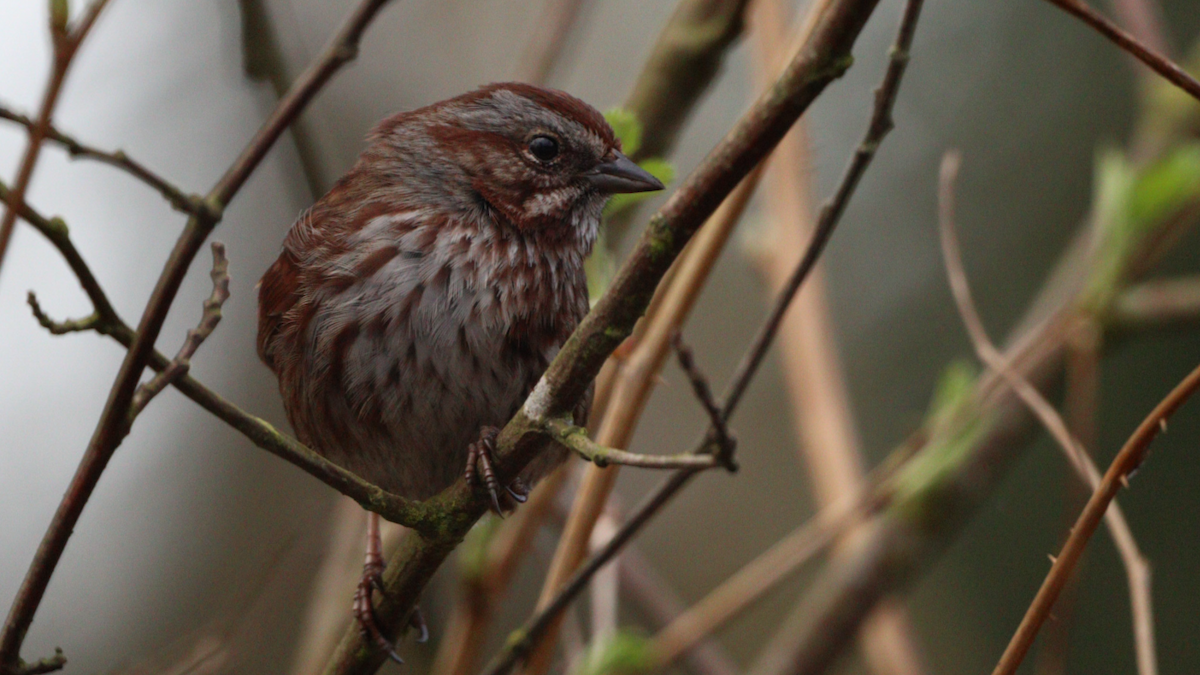 Ötücü Serçe [rufina grubu] - ML646261107